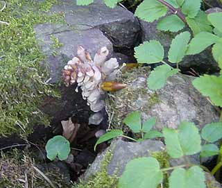 Lathraea squamaria