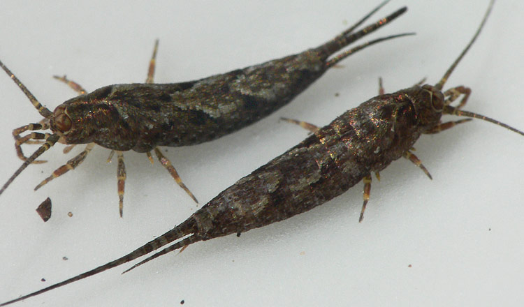 Lepismachilis y-signata