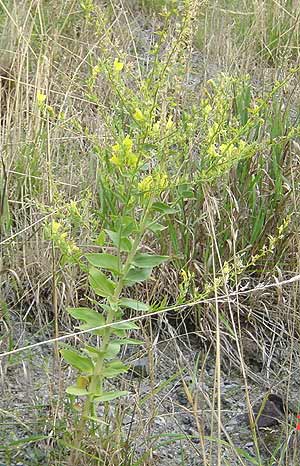 Linaria dalmatica