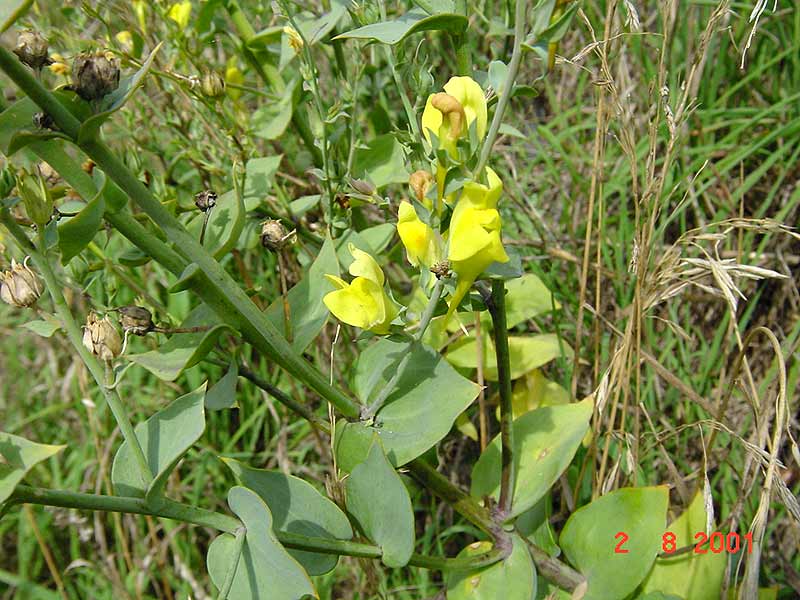 Linaria dalmatica