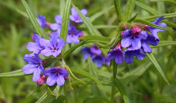 Lithospermum purpureo-caeruleum