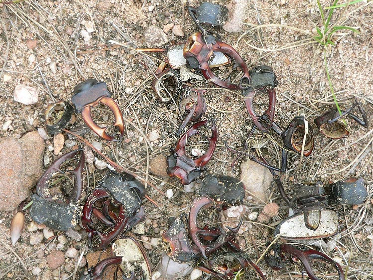 Lucanus cervus