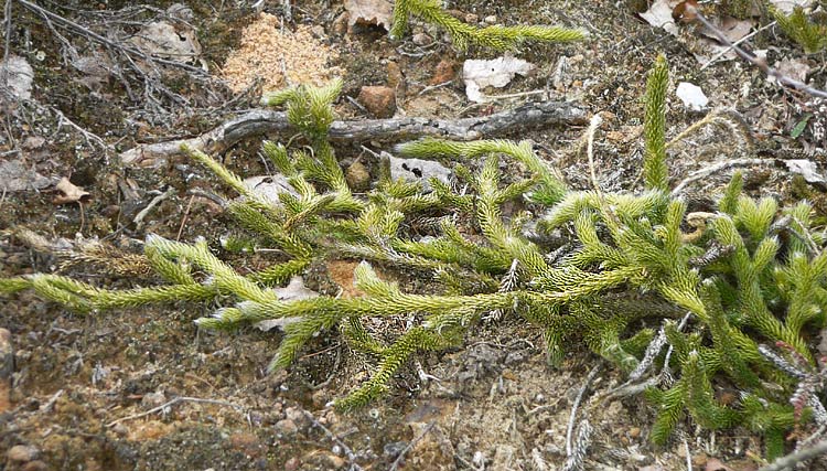 Lacododium clavattum