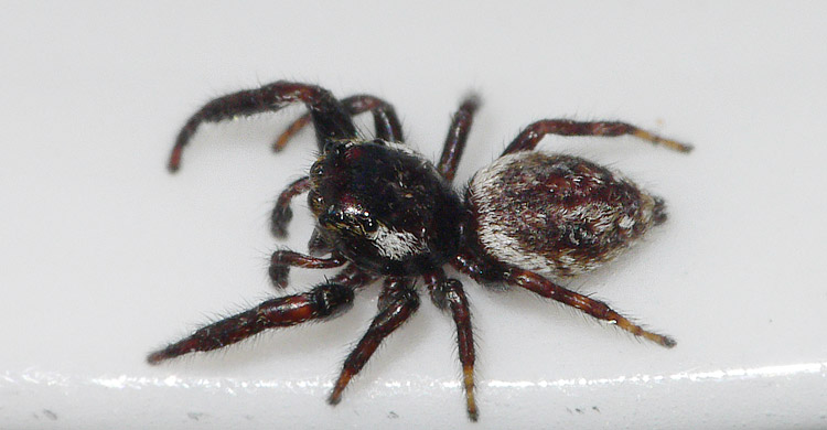 Macaroeris nidicolens