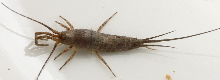 Machilis germanica