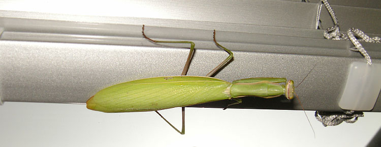 Mantis religiosa in Büschfeld/Saar