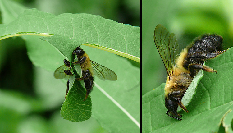 Megachile nigriventris