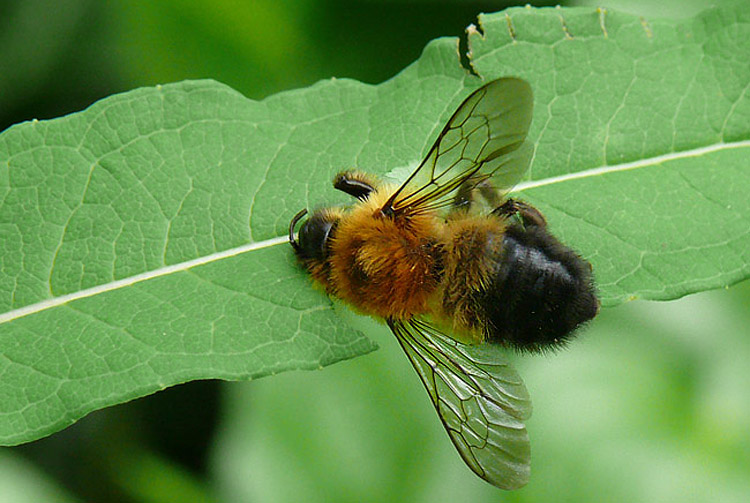 Megachile nigriventris