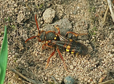 Nomada lathburiana