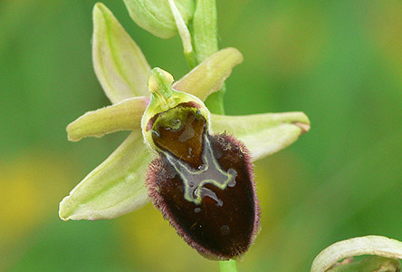 Ophrys sphegodes