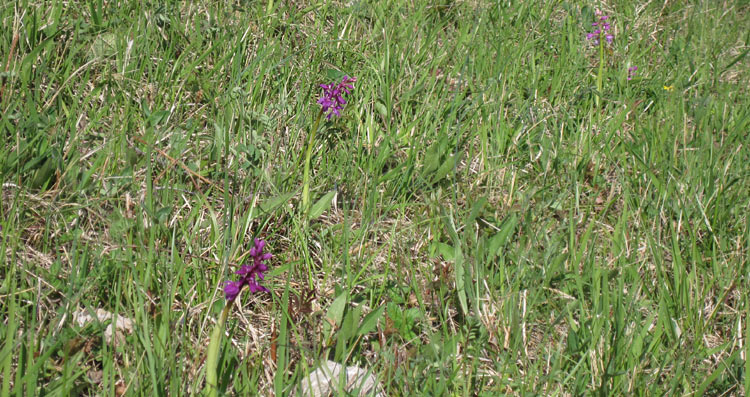 Orchis morio