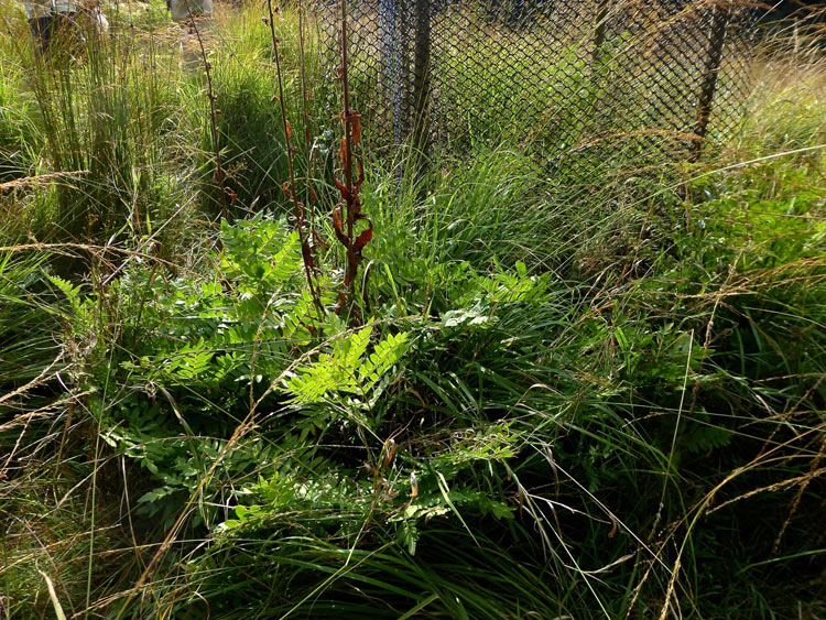 Osmunda im Schuster-Hannes-Bruch