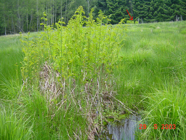 Osmunda regalis (Königsfarn) nördlich Bergen