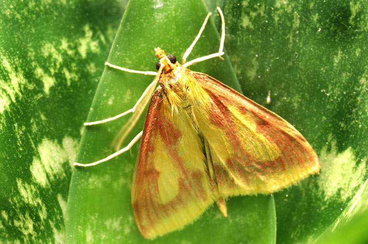 Ostrinia_palustralis.jpg