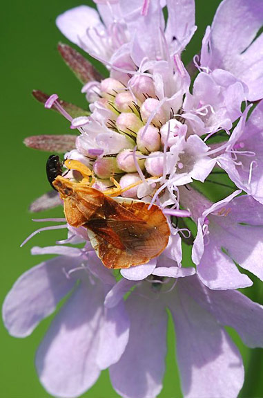 Phymata crassipes
