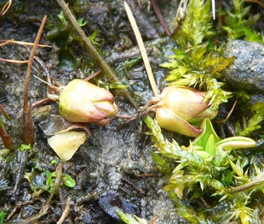 Pinguicula-Knospe