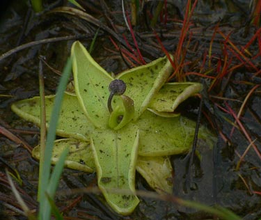 Pinguicula