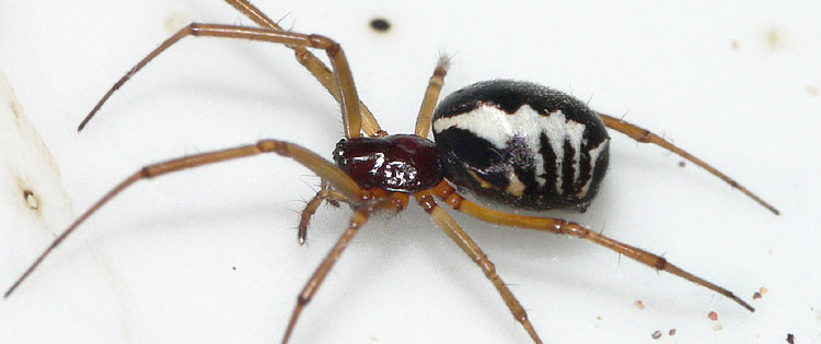 Frontinellina frutetorum