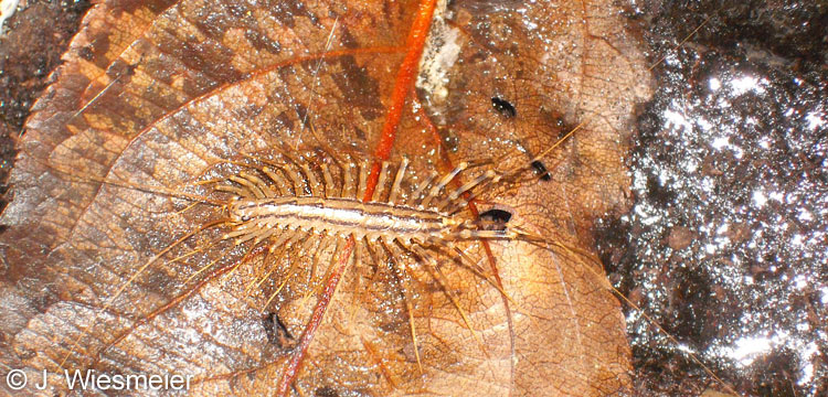 Scutigera in Heckendalheim