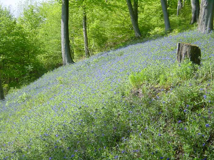 Lithospermum purpurocaeruleum