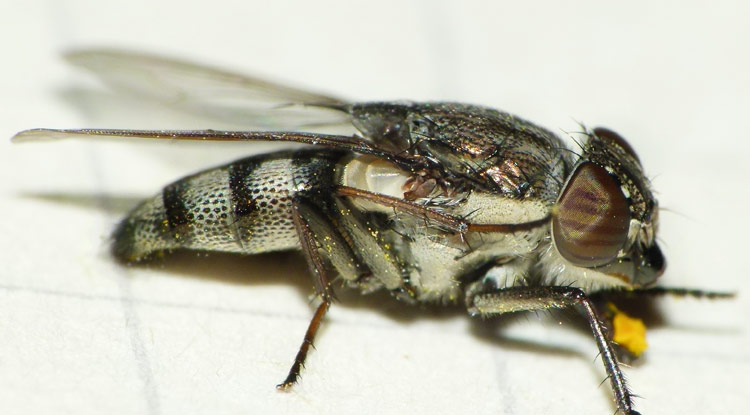 Weibchen der Fliege Stomorhina lunata bei Weiskirchen