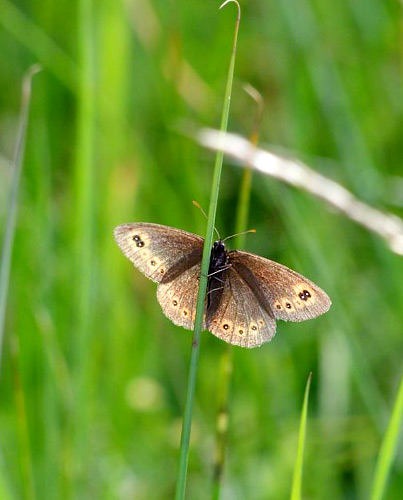 Erebia medusa